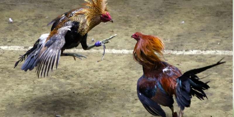 Đá gà AA88 thú vị và lành mạnh