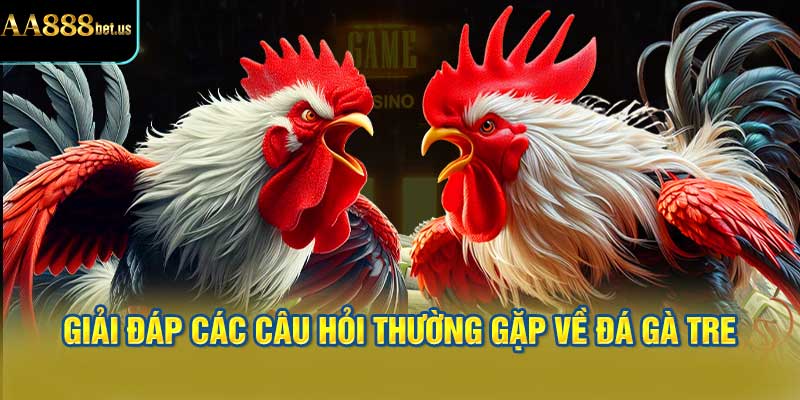 Giải Đáp Các Câu Hỏi Thường Gặp Về Đá Gà Tre