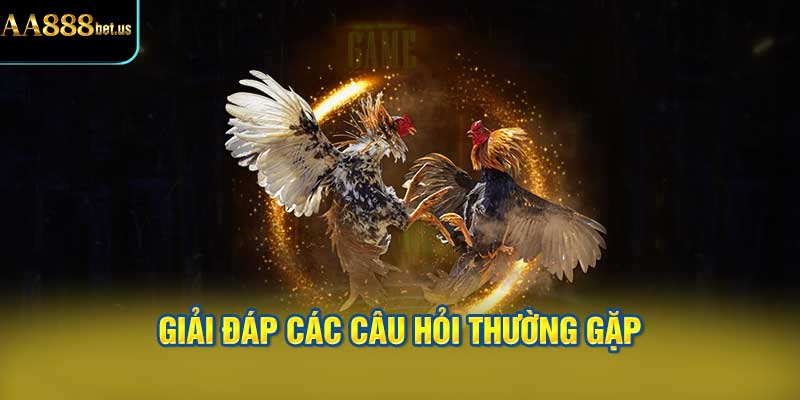 Giải Đáp Các Câu Hỏi Thường Gặp